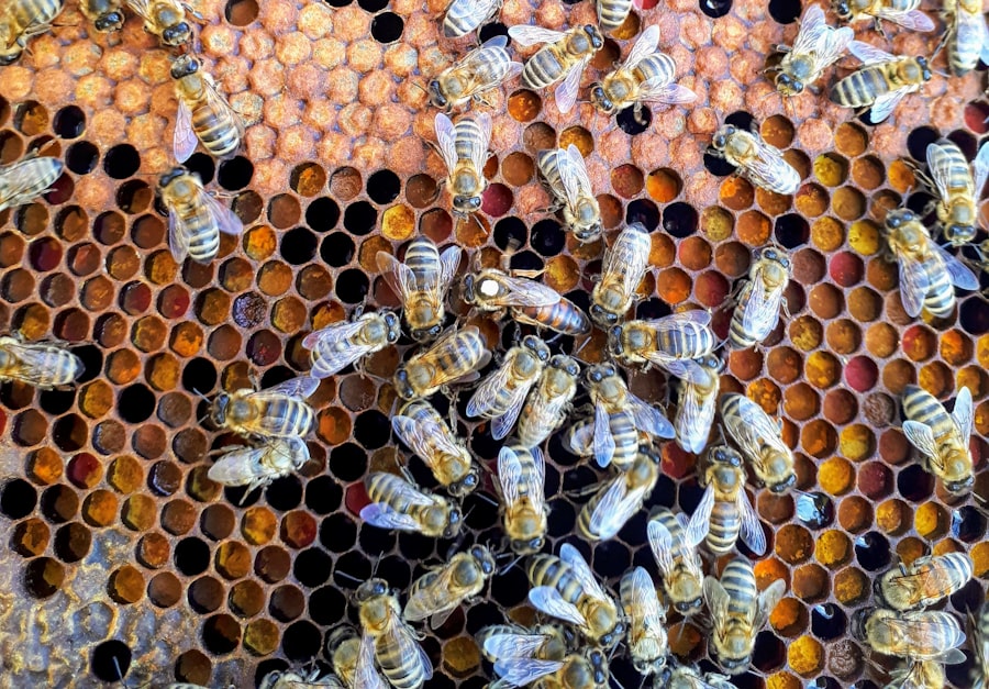 Apiterapia - naturalne leczenie przy pomocy pszczół