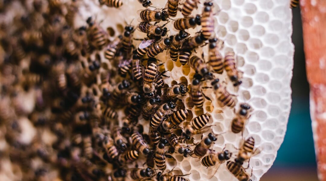 Photo Beehive therapy